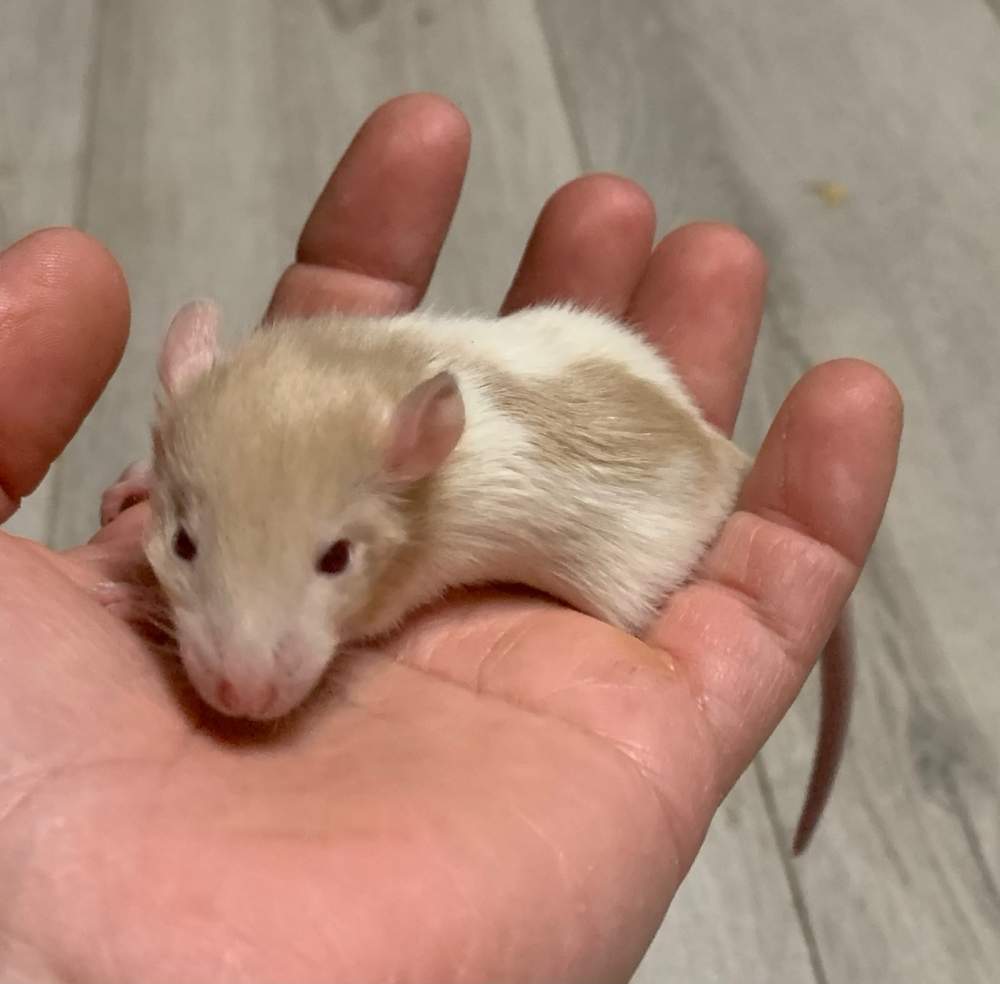 Fancy rat Breeder Rattus norvegicus 