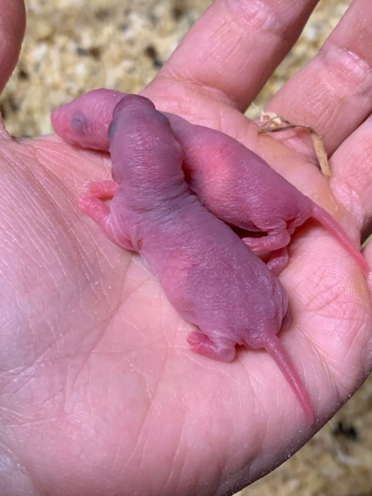 Fancy rat Breeder Rattus norvegicus 