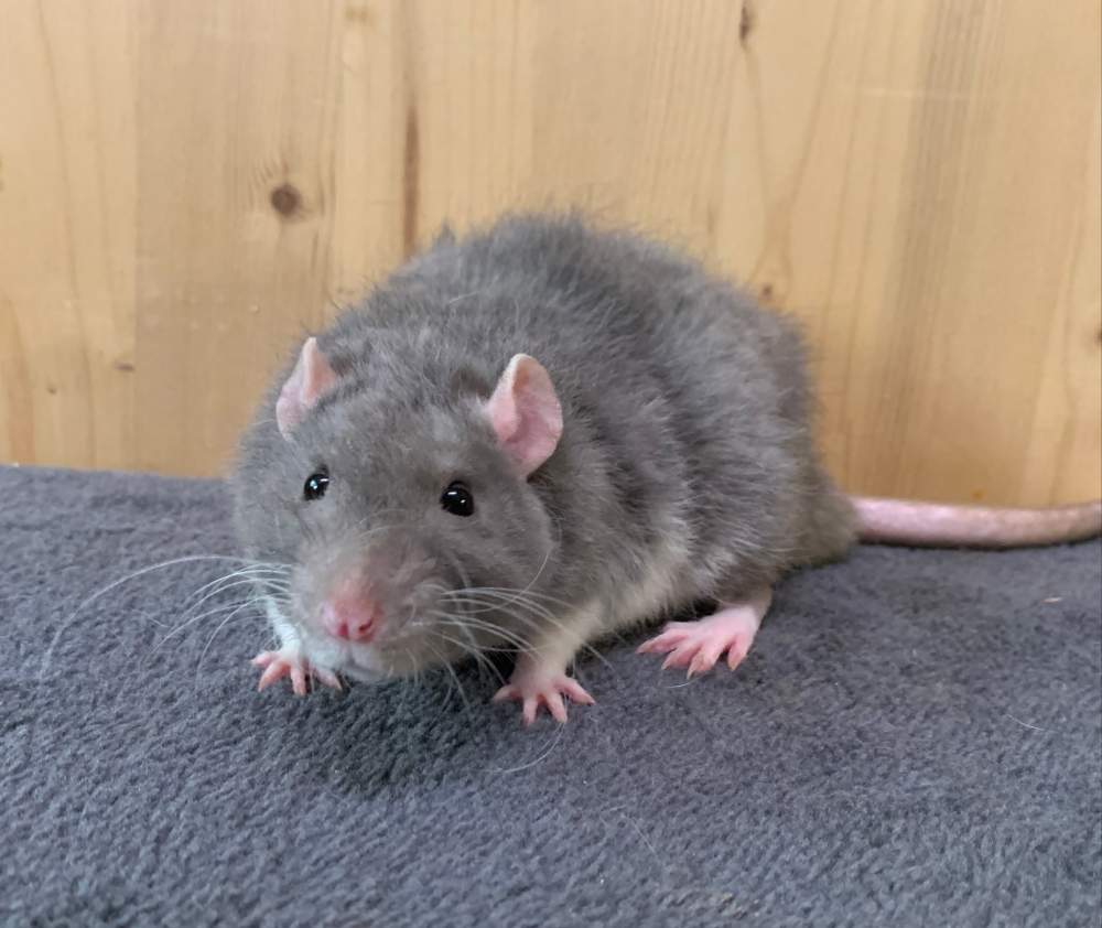 Fancy rat Breeder Rattus norvegicus 
