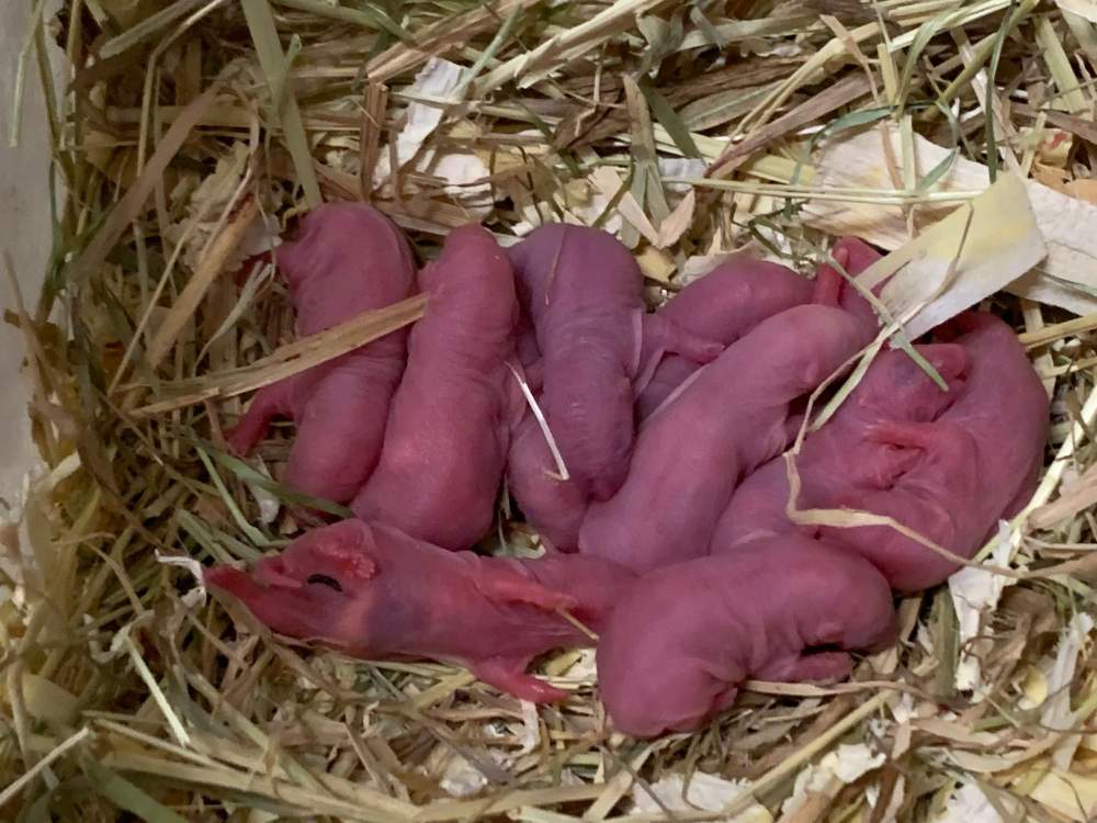 Fancy rat Breeder Rattus norvegicus 