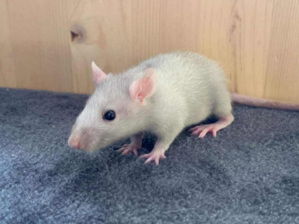 Fancy rat Breeder Rattus norvegicus 