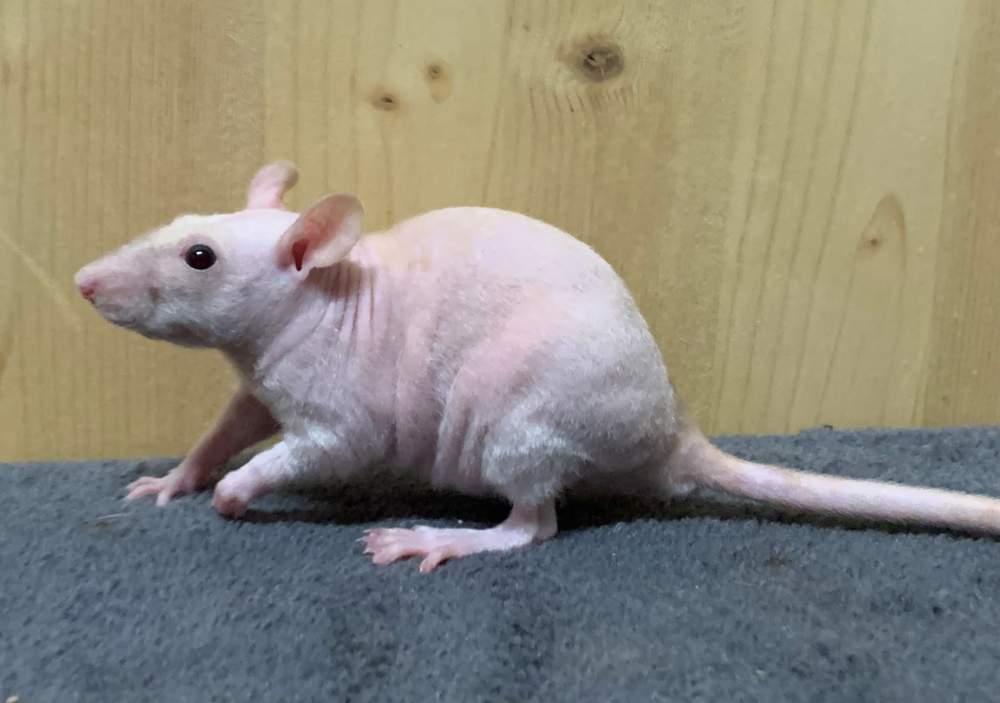 Fancy rat Breeder Rattus norvegicus 