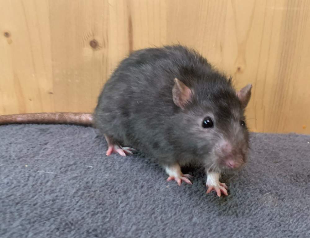 Fancy rat Breeder Rattus norvegicus 