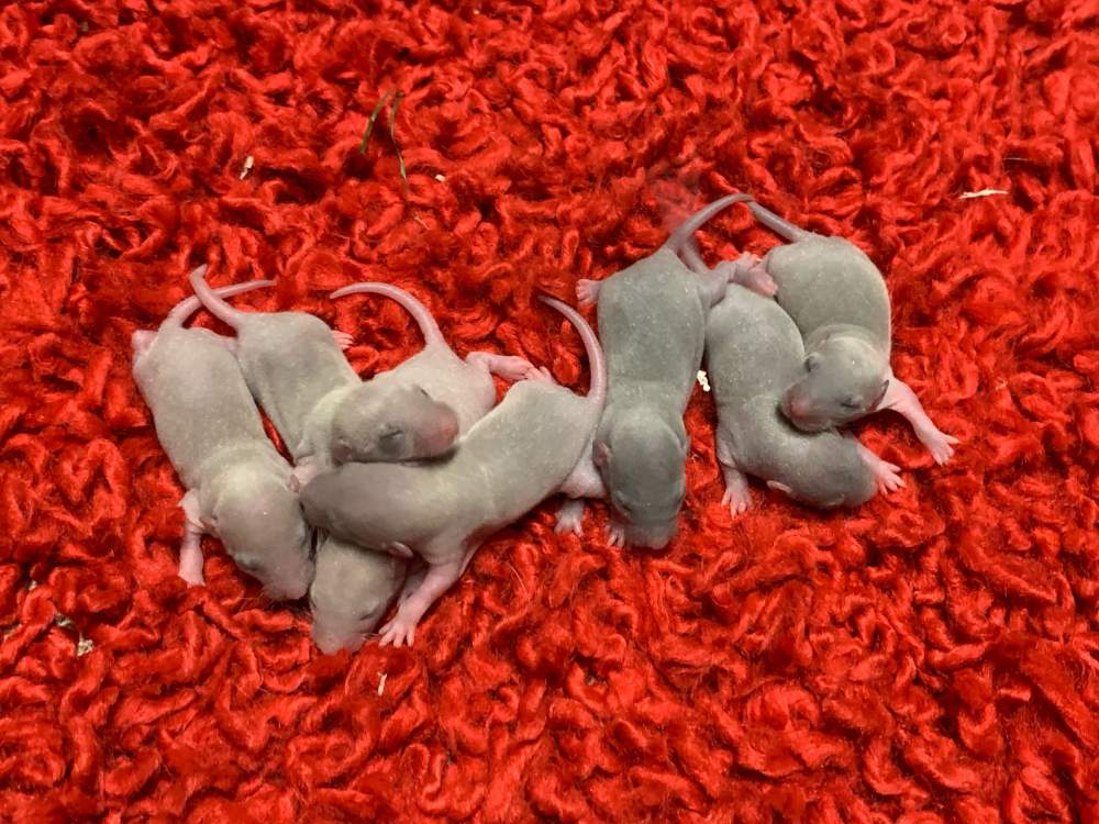 Fancy rat Breeder Rattus norvegicus 