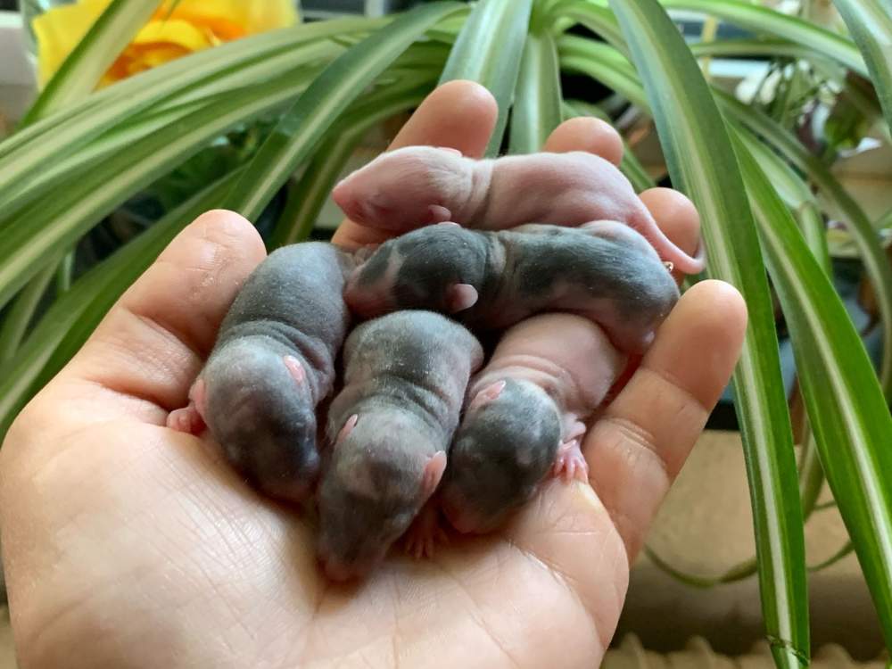 Fancy rat Breeder Rattus norvegicus 