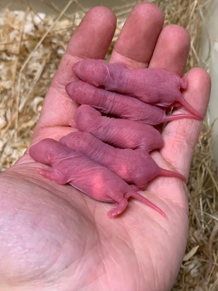 Fancy rat Breeder Rattus norvegicus 