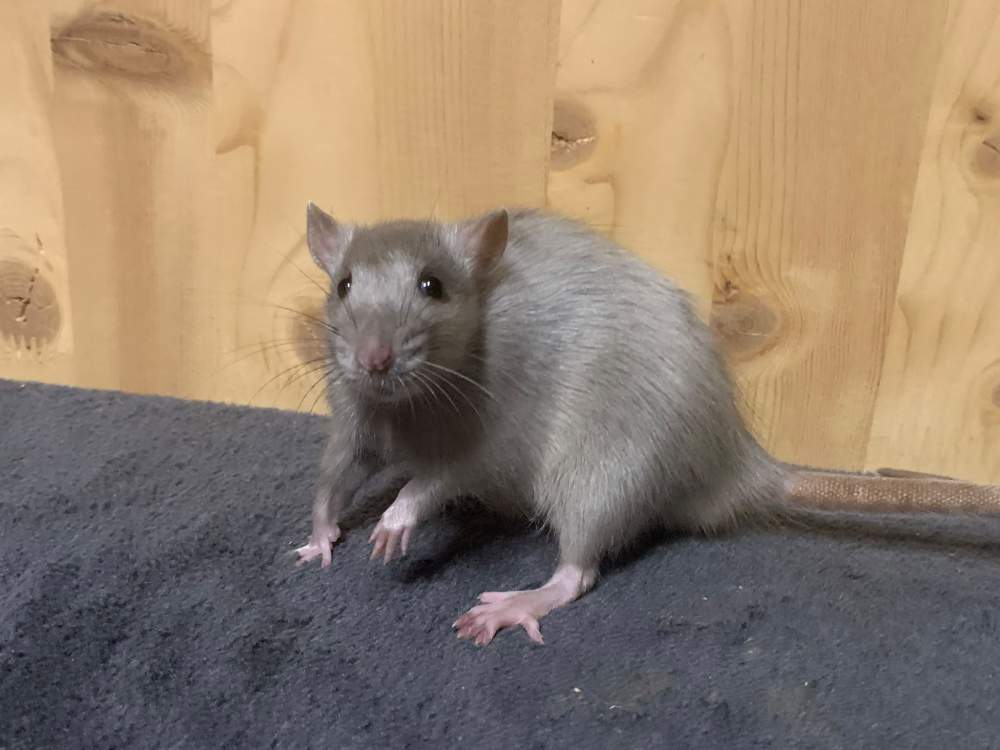 Fancy rat Breeder Rattus norvegicus 