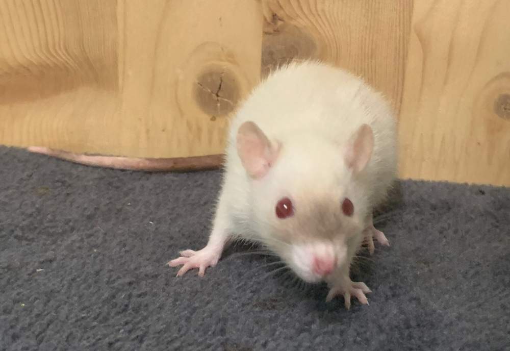 Fancy rat Breeder Rattus norvegicus 