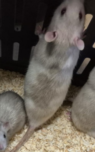 Fancy rat Pet only Rattus norvegicus 