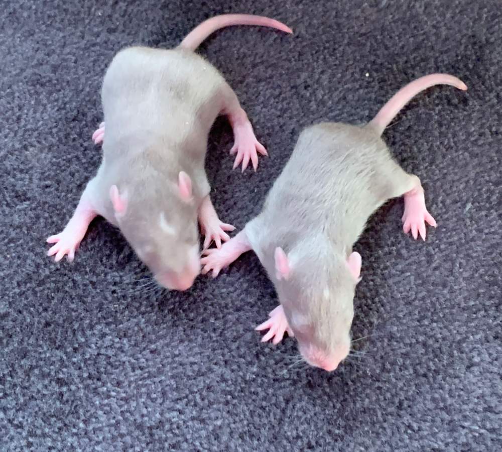 Fancy rat Breeder Rattus norvegicus 