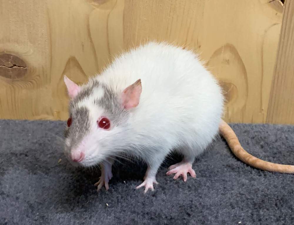 Fancy rat Breeder Rattus norvegicus 