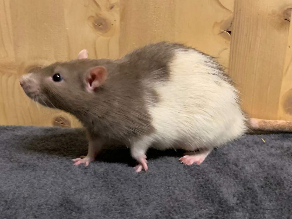 Fancy rat Breeder Rattus norvegicus 