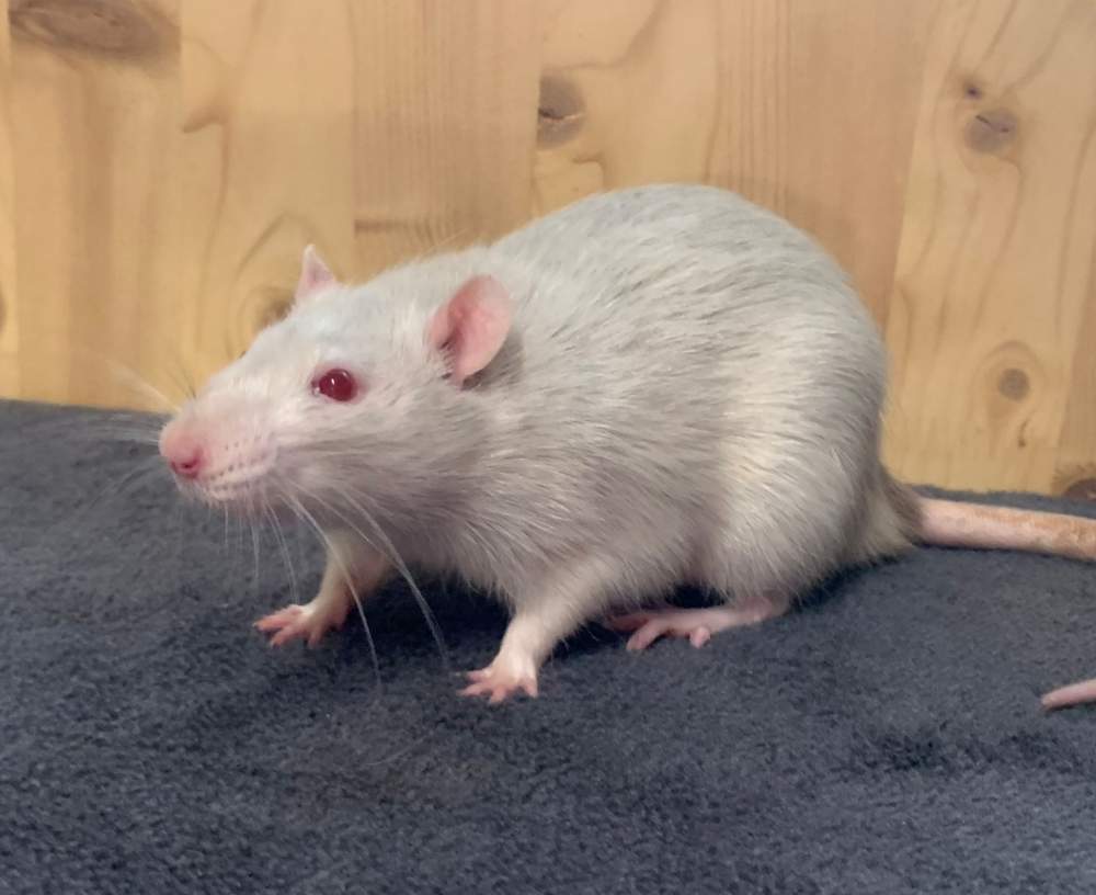 Fancy rat Breeder Rattus norvegicus 
