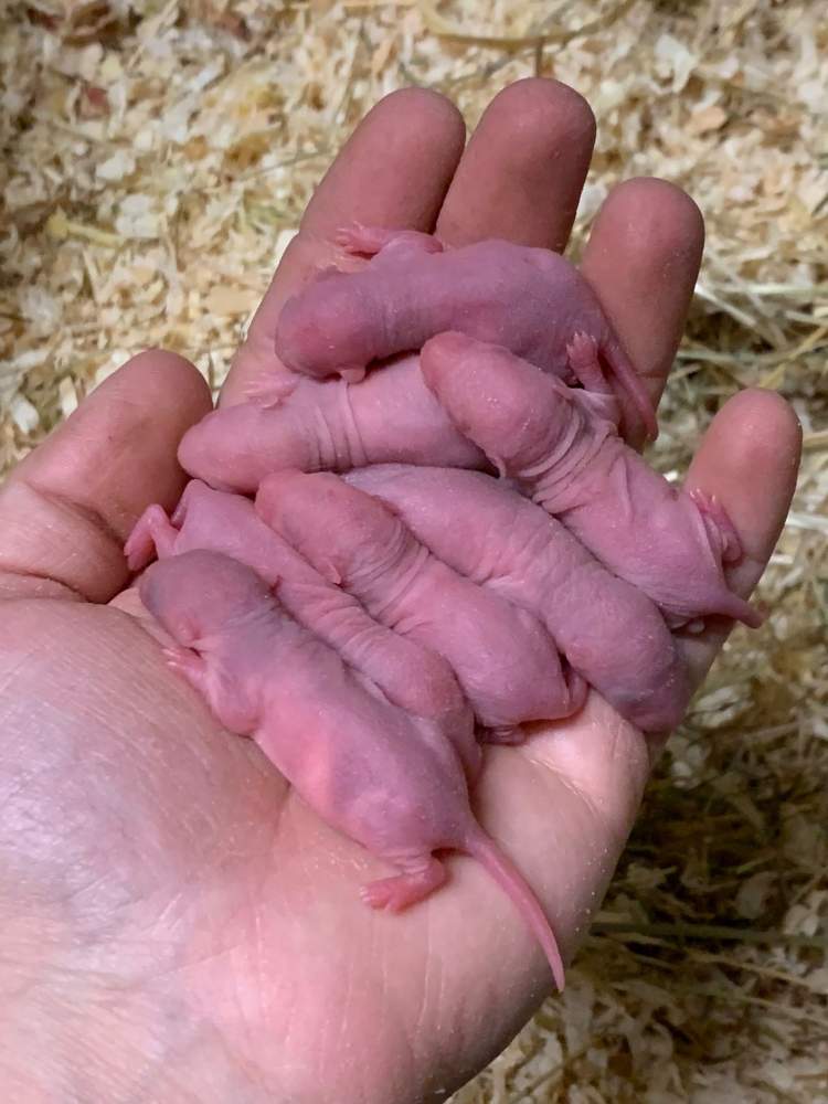 Fancy rat Breeder Rattus norvegicus 