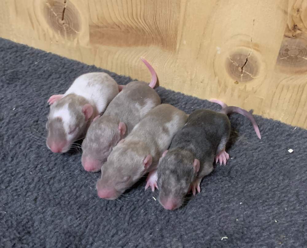Fancy rat Breeder Rattus norvegicus 