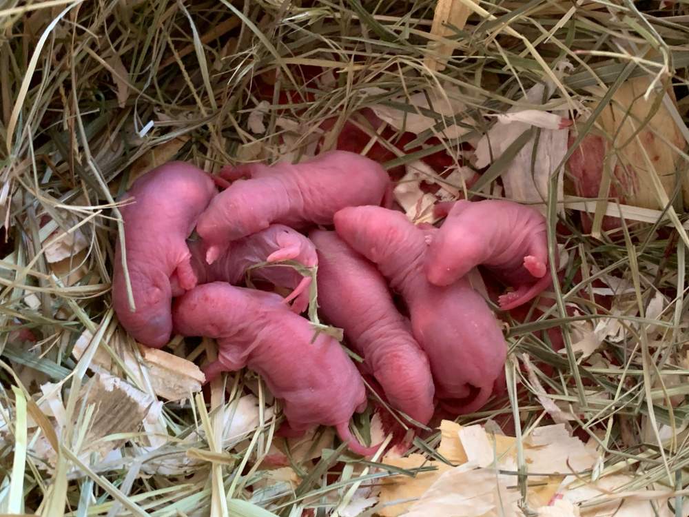 Fancy rat Breeder Rattus norvegicus 