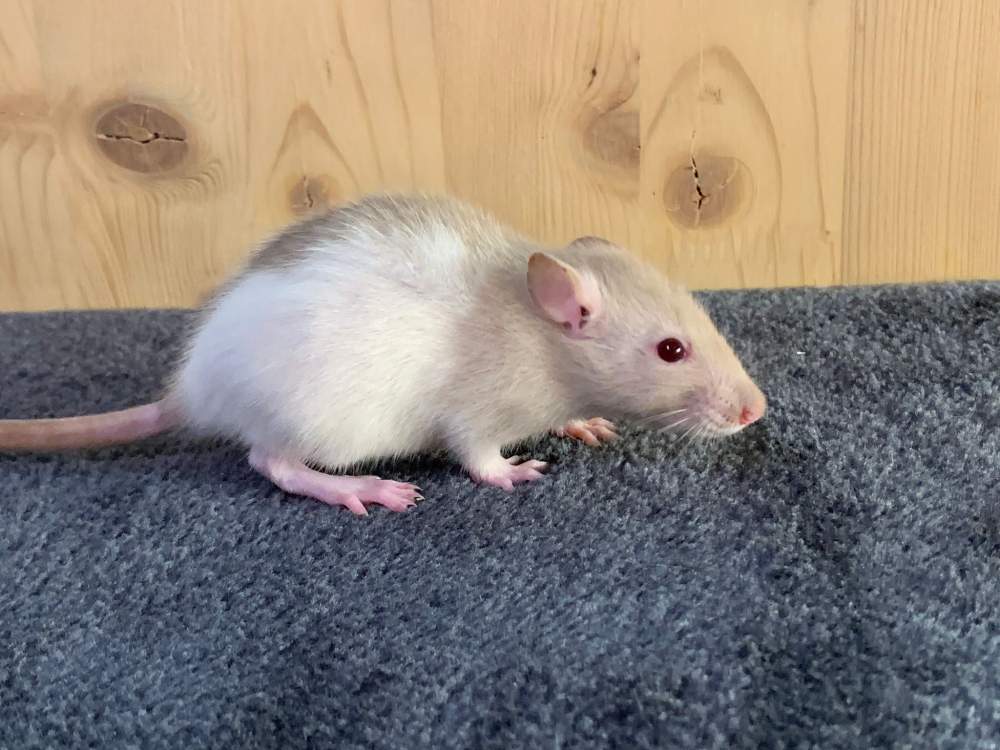 Fancy rat Breeder Rattus norvegicus 
