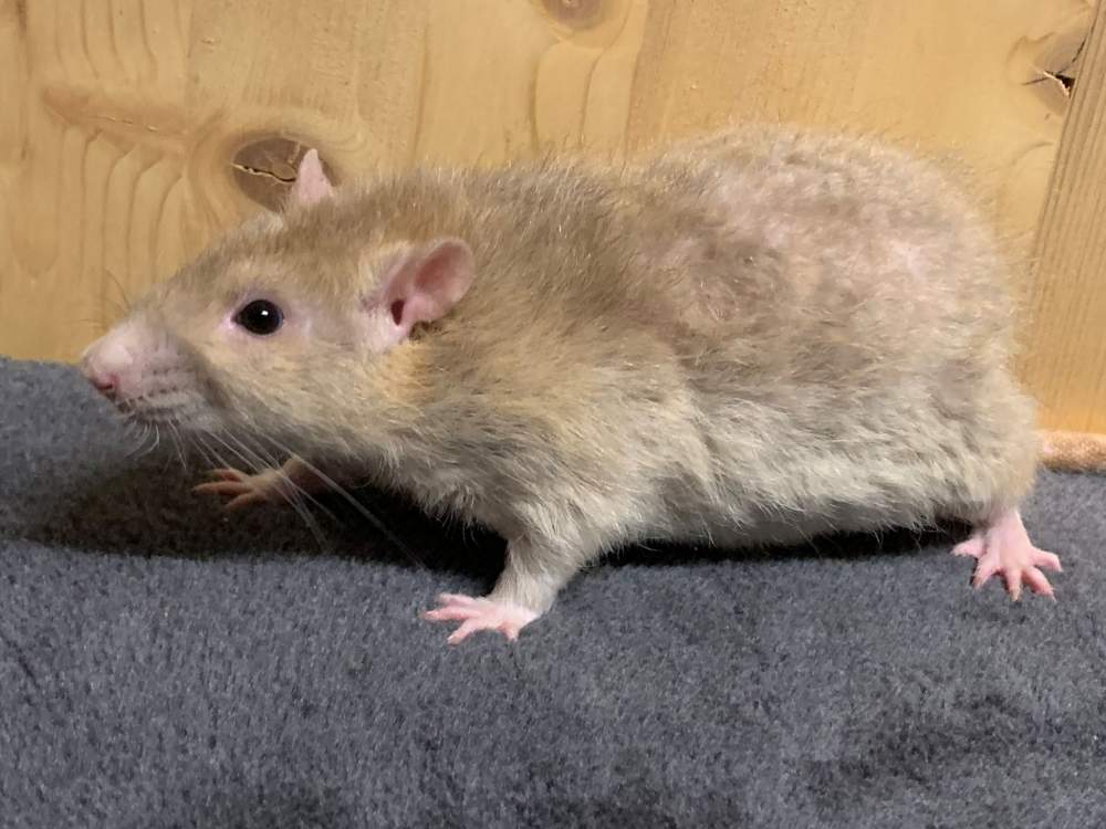 Fancy rat Breeder Rattus norvegicus 