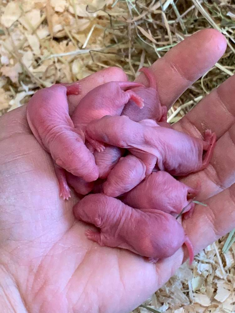 Fancy rat Breeder Rattus norvegicus 