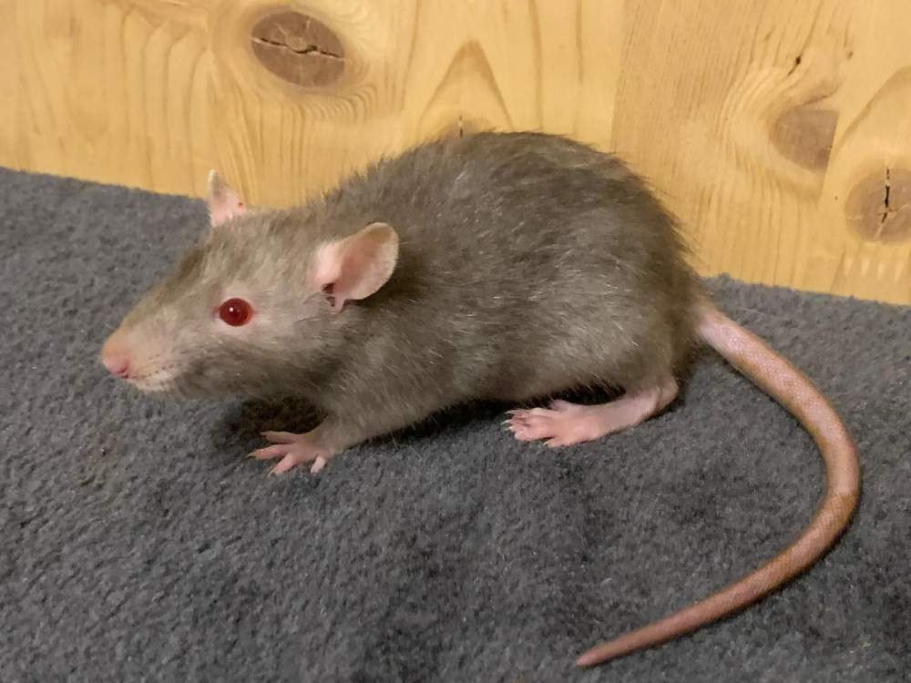 Fancy rat Breeder Rattus norvegicus 