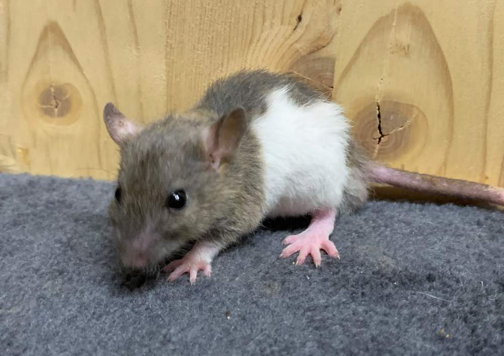 Fancy rat Breeder Rattus norvegicus 