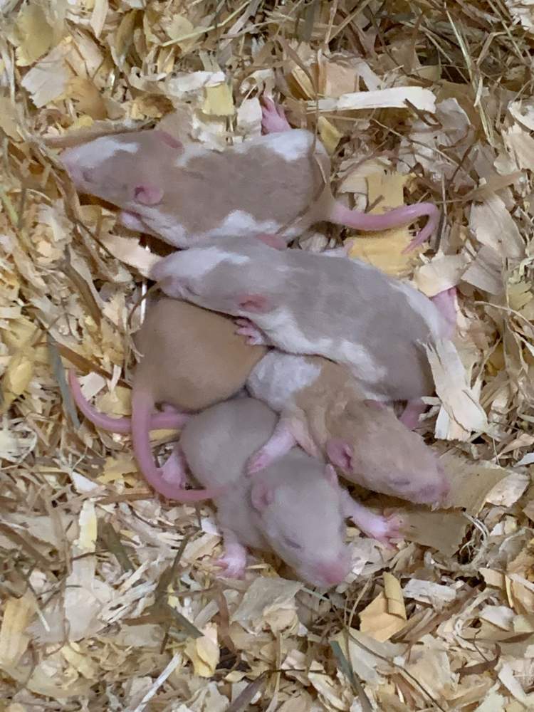 Fancy rat Breeder Rattus norvegicus 