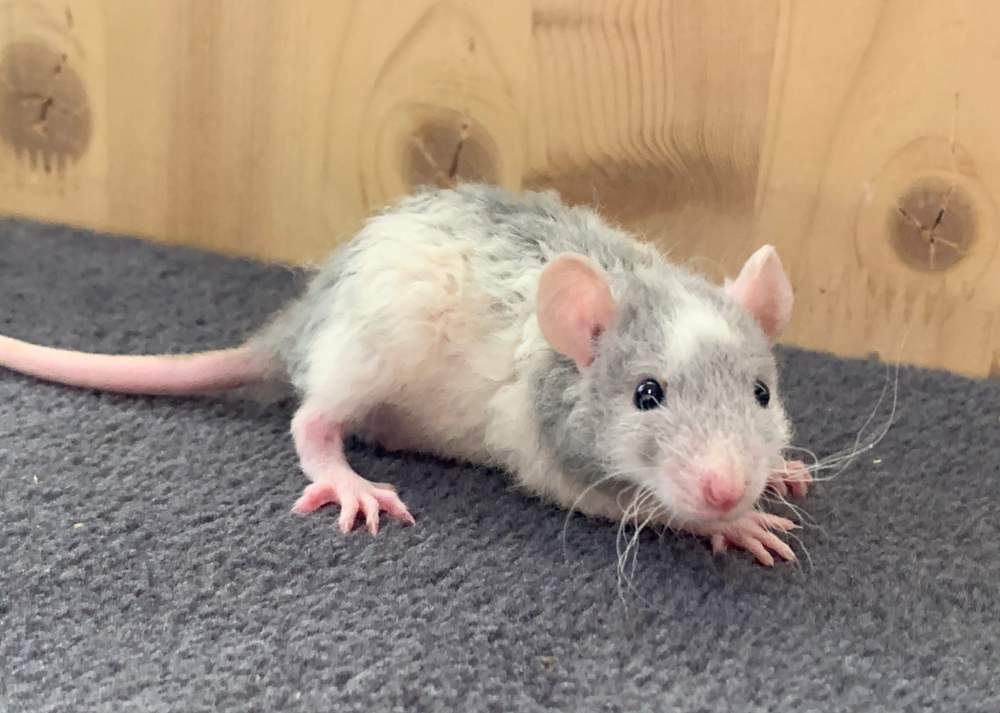 Fancy rat Breeder Rattus norvegicus 