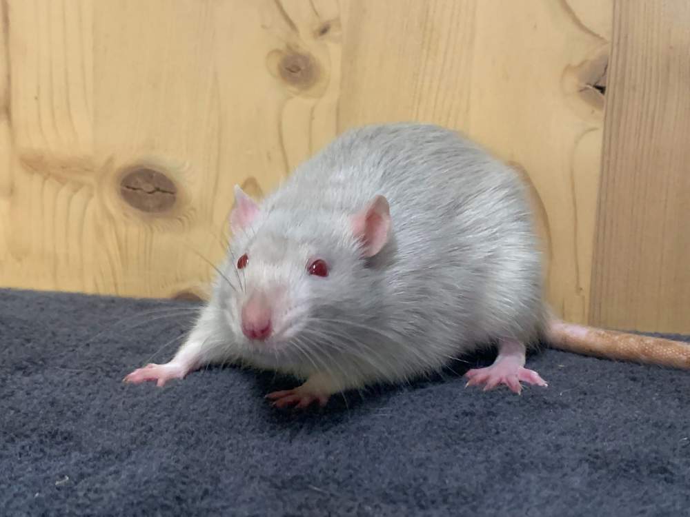Fancy rat Breeder Rattus norvegicus 