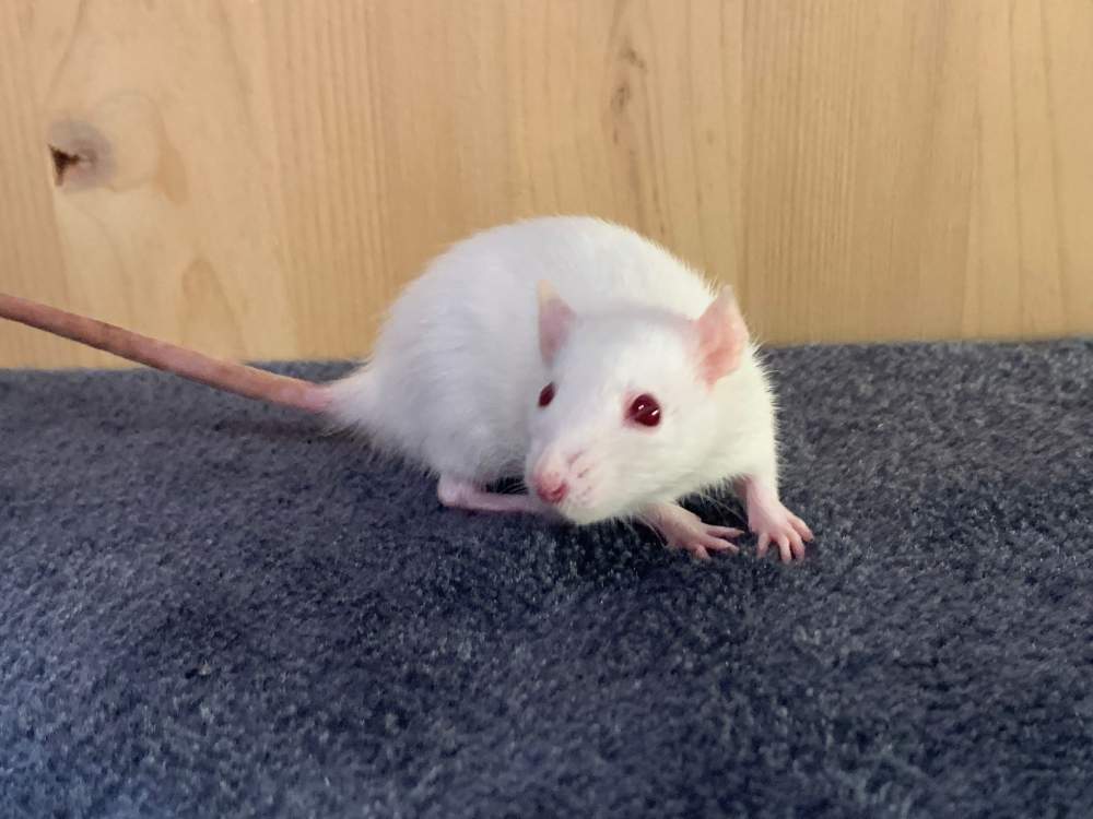 Fancy rat Breeder Rattus norvegicus 