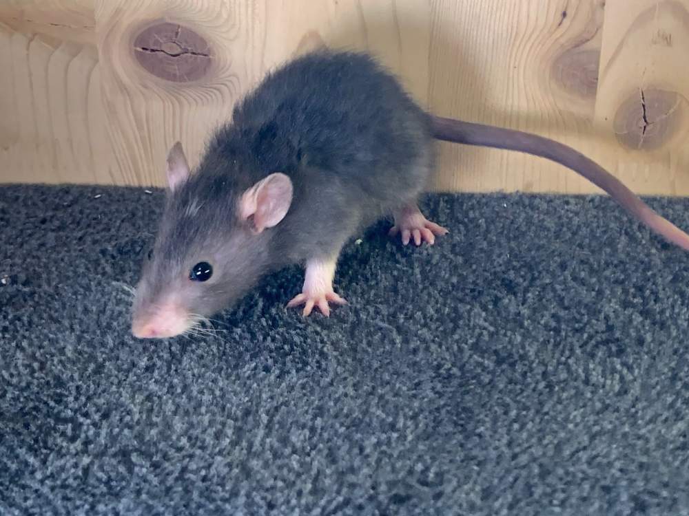 Fancy rat Breeder Rattus norvegicus 