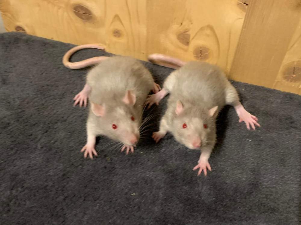 Fancy rat Breeder Rattus norvegicus 