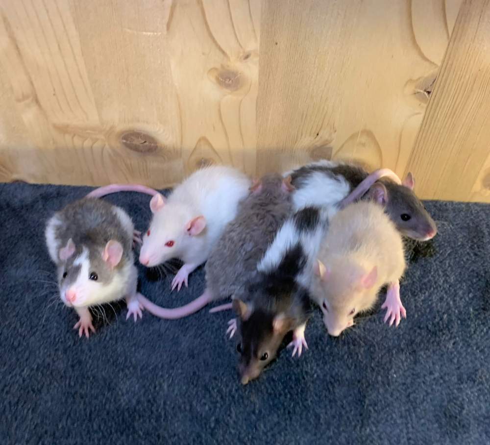 Fancy rat Breeder Rattus norvegicus 