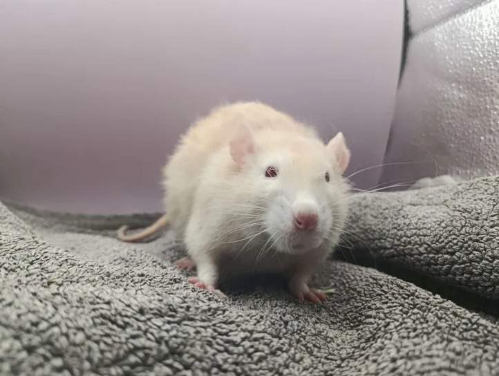 Fancy rat Breeder Rattus norvegicus 