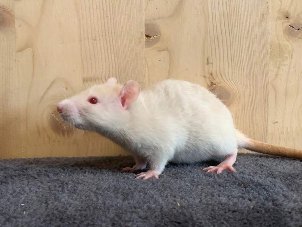 Fancy rat Breeder Rattus norvegicus 