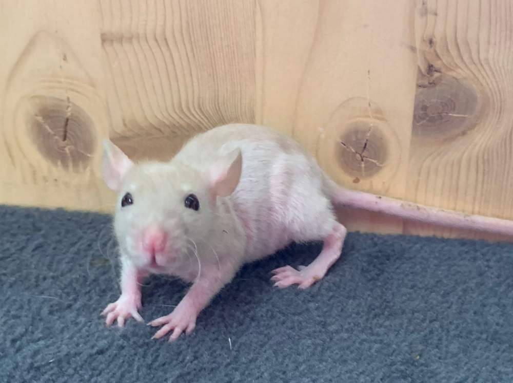 Fancy rat Breeder Rattus norvegicus 