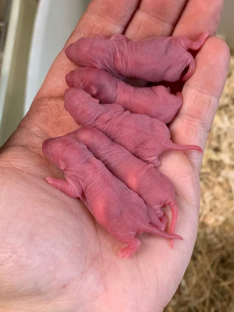 Fancy rat Breeder Rattus norvegicus 