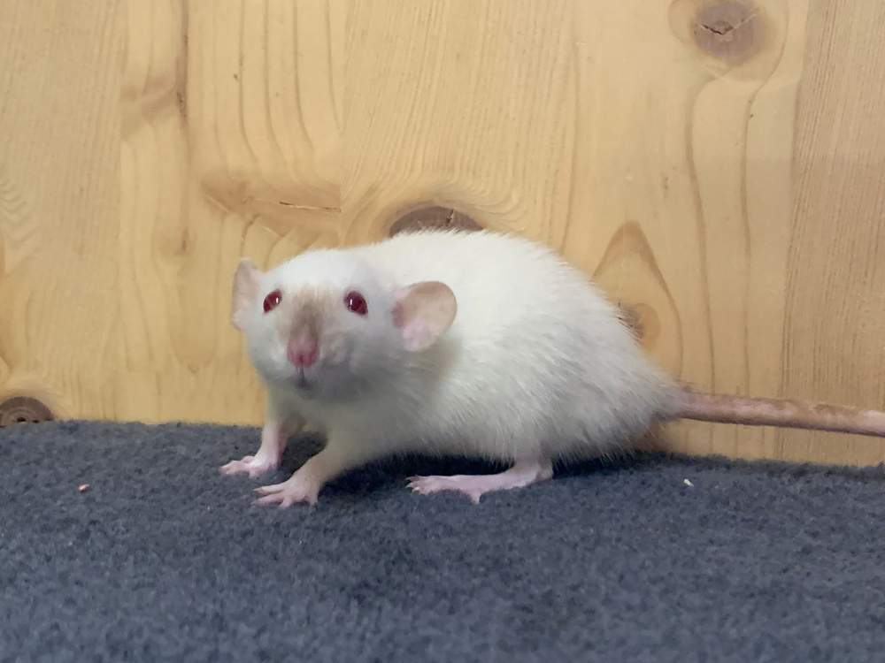 Fancy rat Breeder Rattus norvegicus 