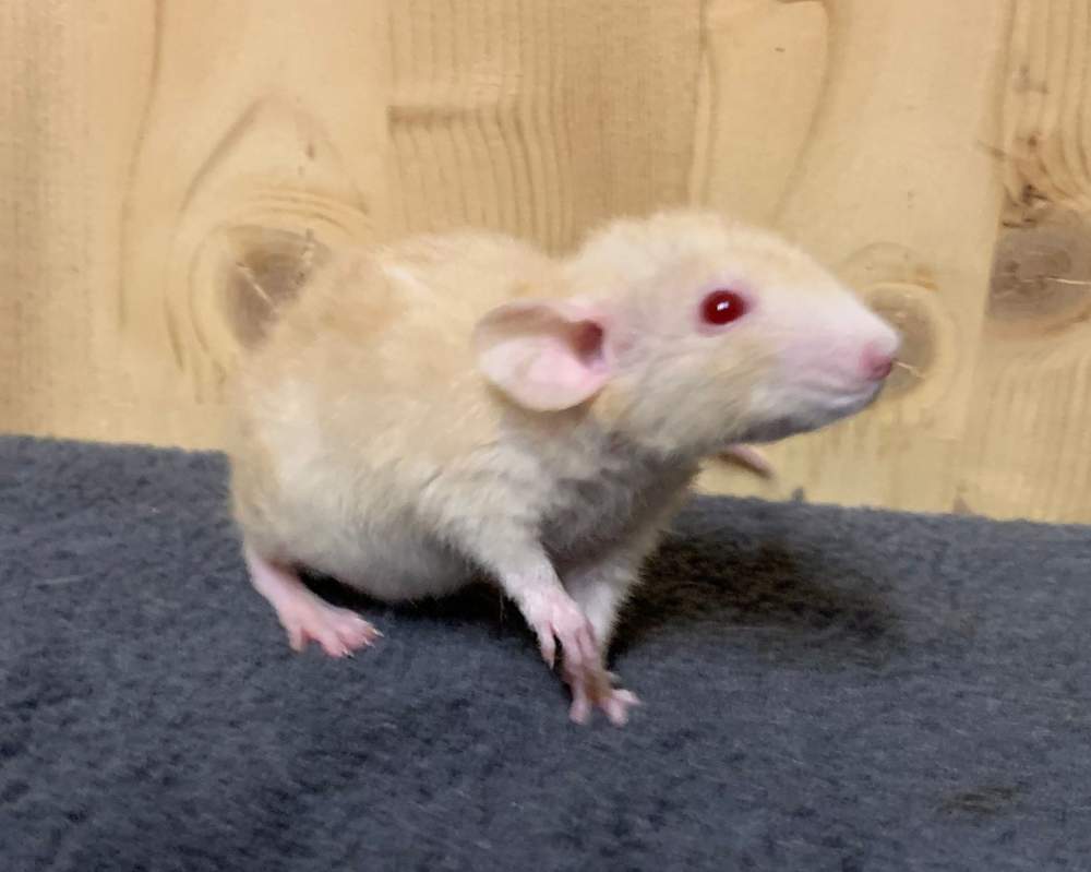 Fancy rat Breeder Rattus norvegicus 