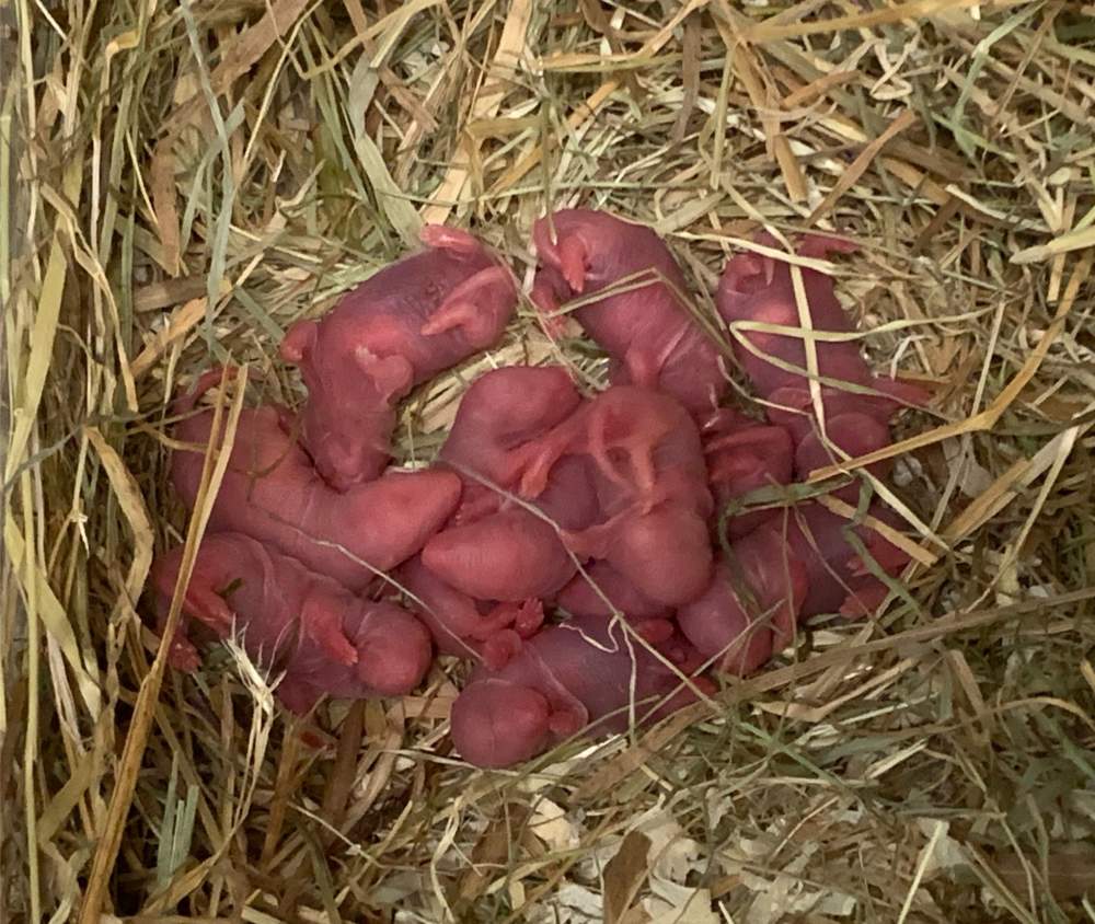 Fancy rat Breeder Rattus norvegicus 