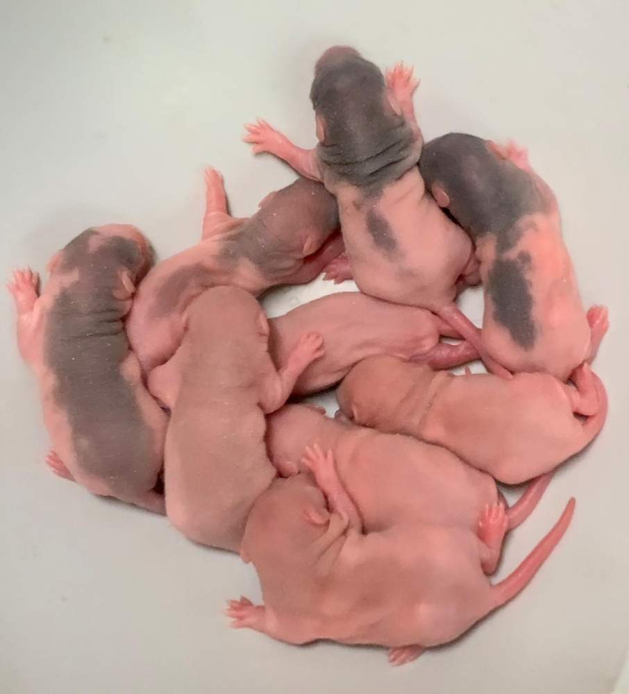 Fancy rat Breeder Rattus norvegicus 