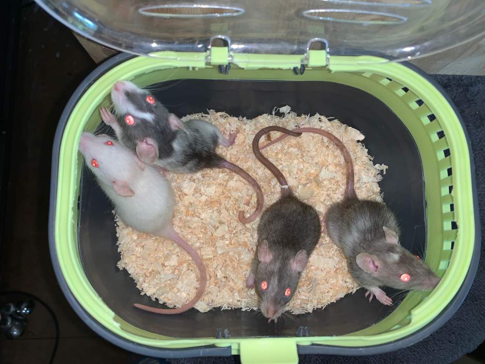 Fancy rat Breeder Rattus norvegicus 