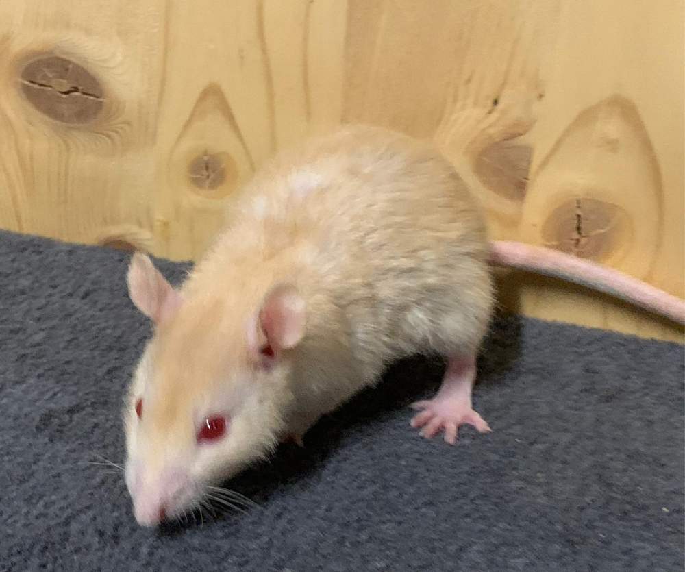 Fancy rat Breeder Rattus norvegicus 