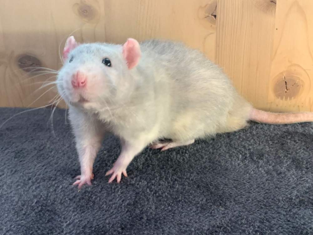 Fancy rat Breeder Rattus norvegicus 