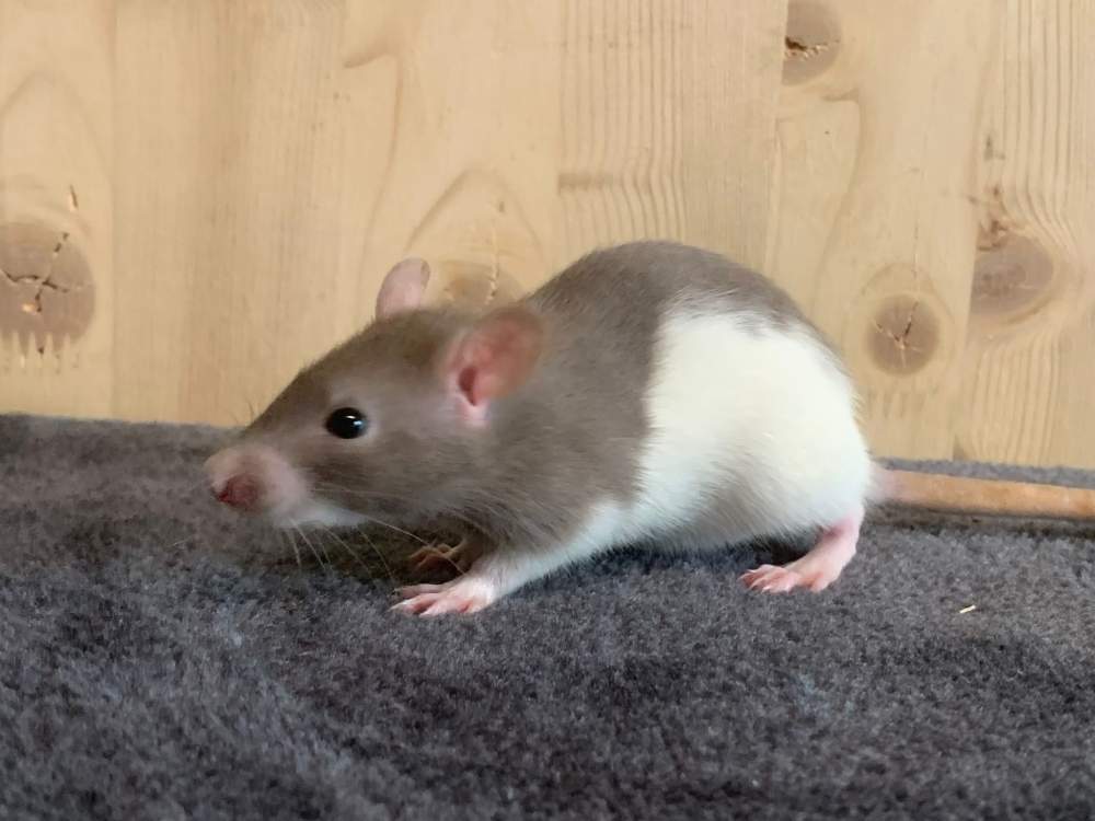 Fancy rat Breeder Rattus norvegicus 