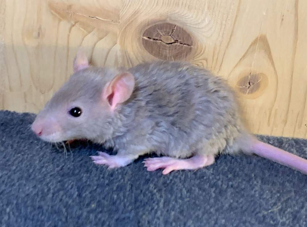 Fancy rat Breeder Rattus norvegicus 