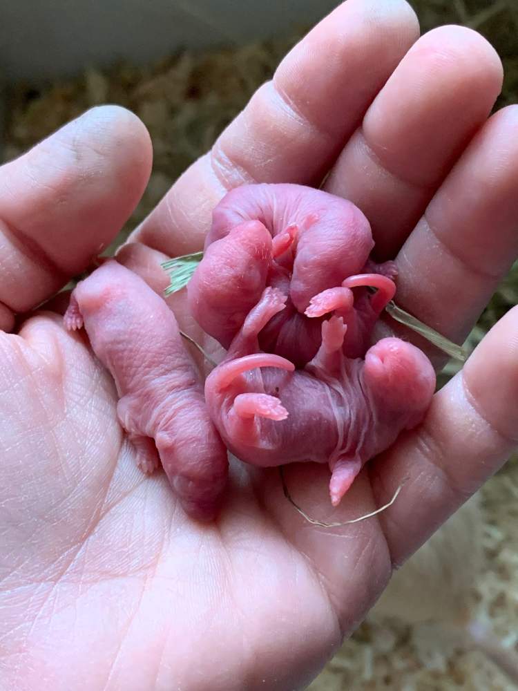 Fancy rat Breeder Rattus norvegicus 