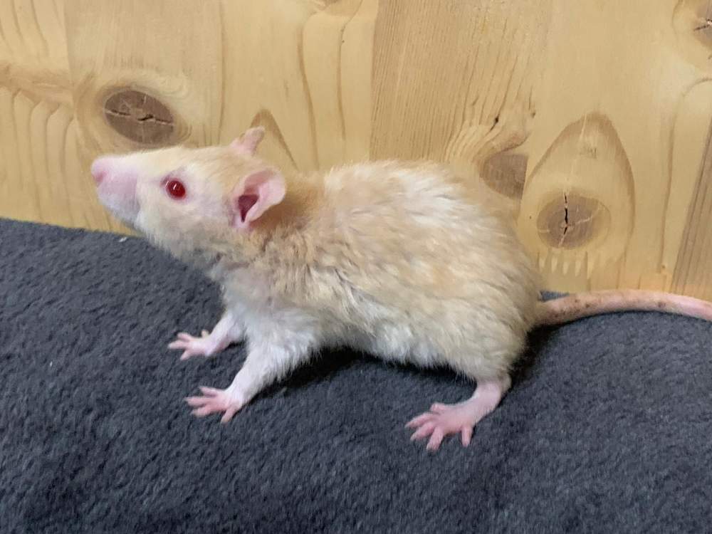 Fancy rat Breeder Rattus norvegicus 
