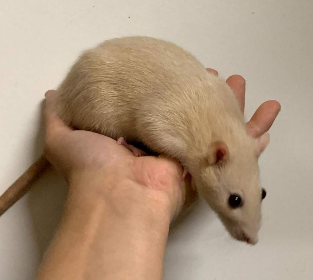 Fancy rat Pet only Rattus norvegicus 