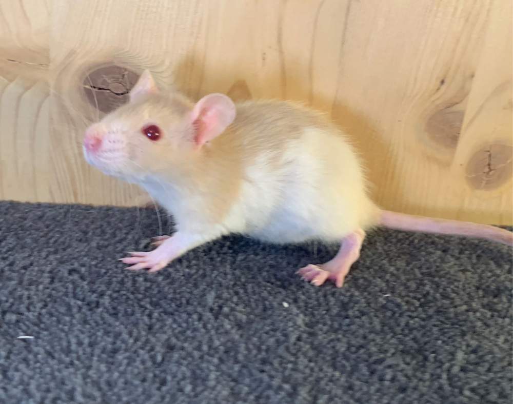 Fancy rat Breeder Rattus norvegicus 