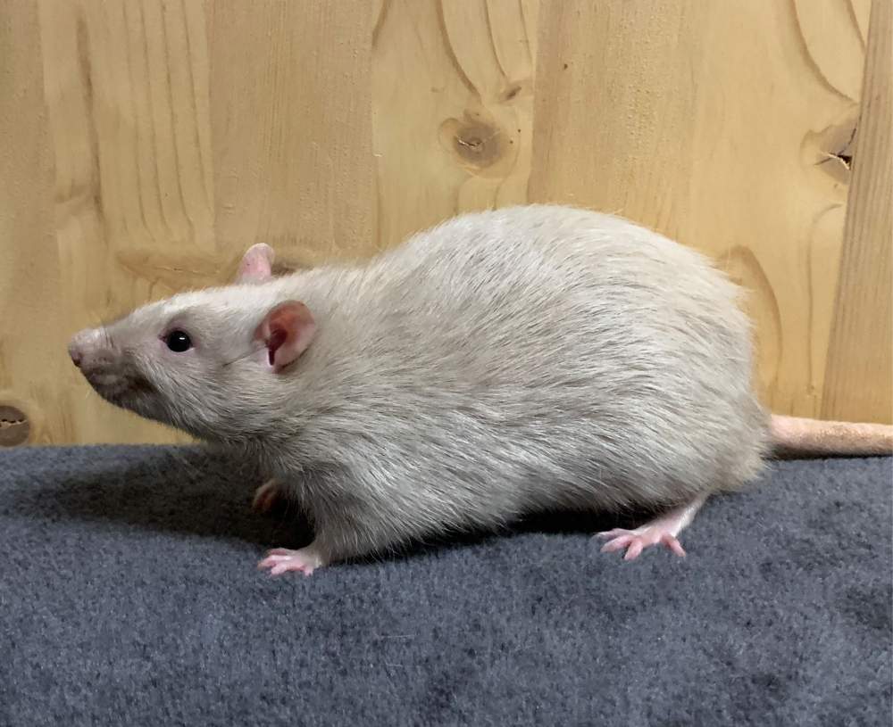 Fancy rat Breeder Rattus norvegicus 